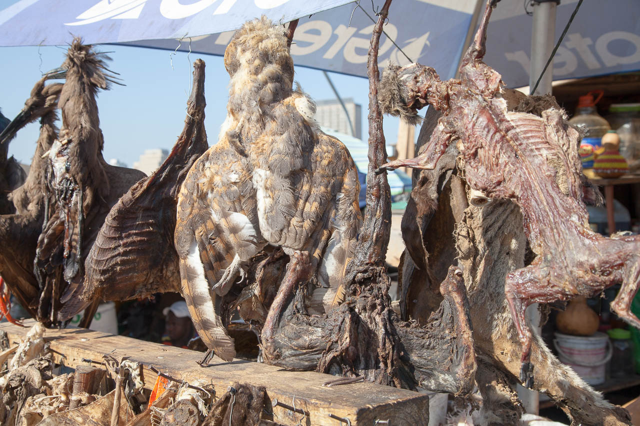 Getrocknete Kleintiere, Gefieder, Innereien. Zutaten für traditionelle afrikanische Medizin auf dem Markt von Durban.