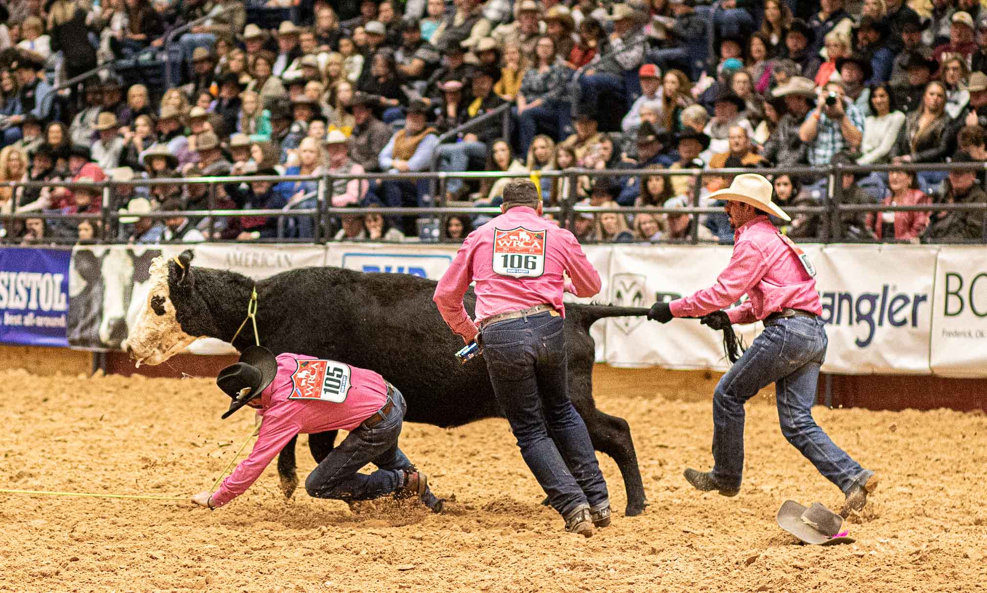 Zum Scheitern verurteilt: Einer zieht am Schwanz, ein zweiter Cowboy versucht das Bein zu packen.